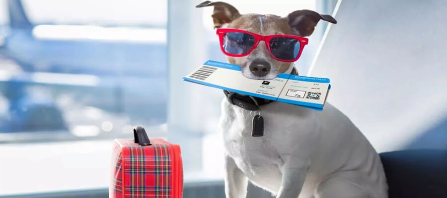 Can You Fly with Your Dog? What You Need to Know